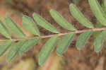 Tennessee milkvetch